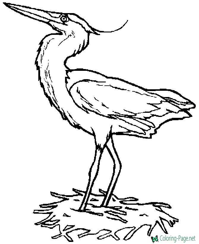 Heron - Bird and Animal Coloring Page