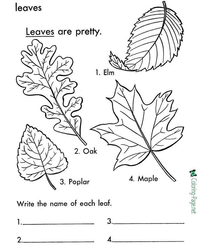 Tree Leaves - Arbor Day Coloring Page