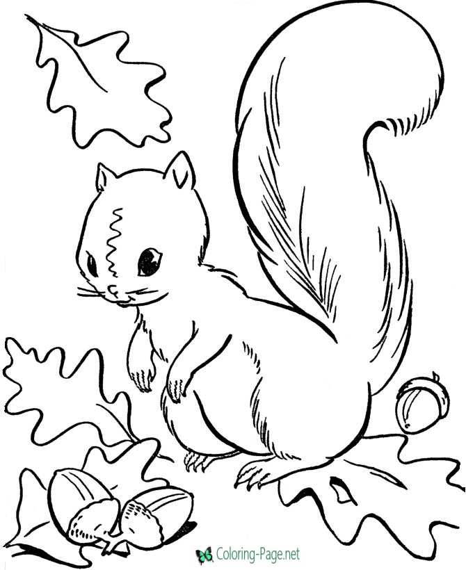 Squirrel - Free Autumn Coloring Pages