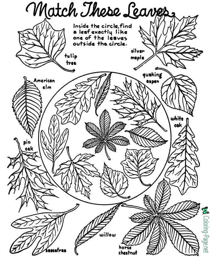 Match Leaves - Autumn Coloring Page