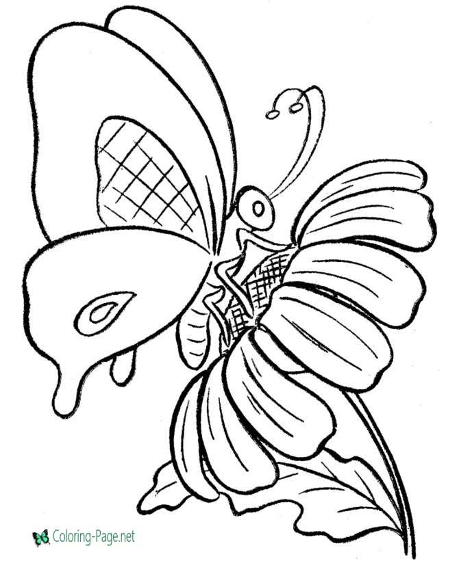 butterfly coloring page for children
