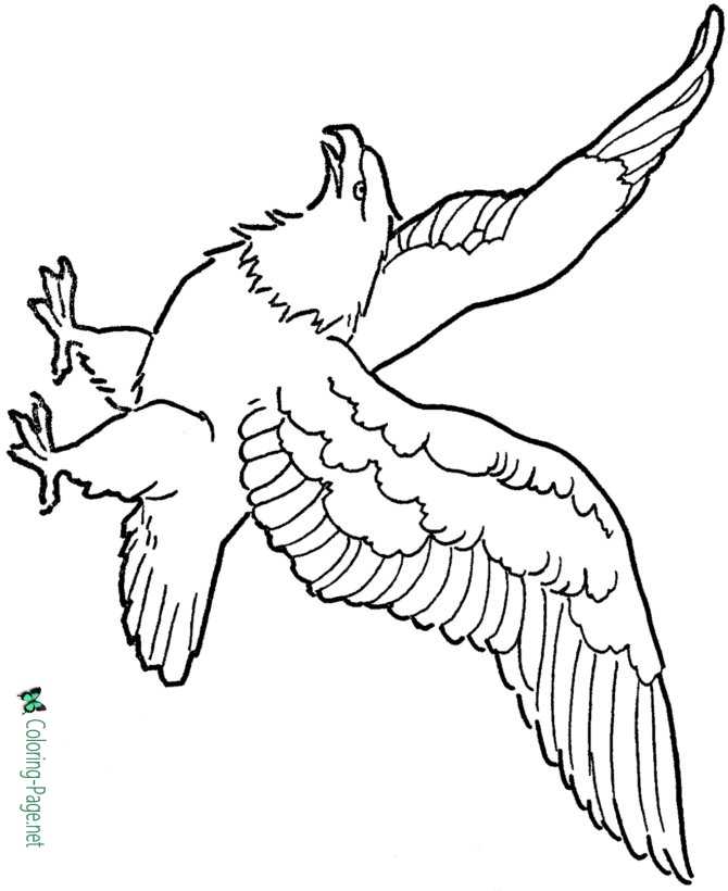 Printable Eagle Coloring Pages