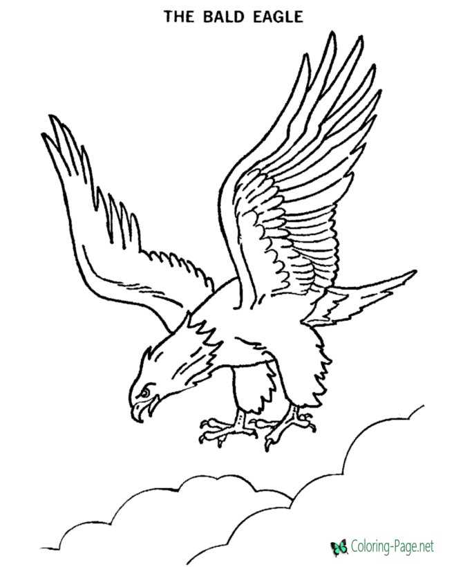 The Bald Eagle Coloring Pages