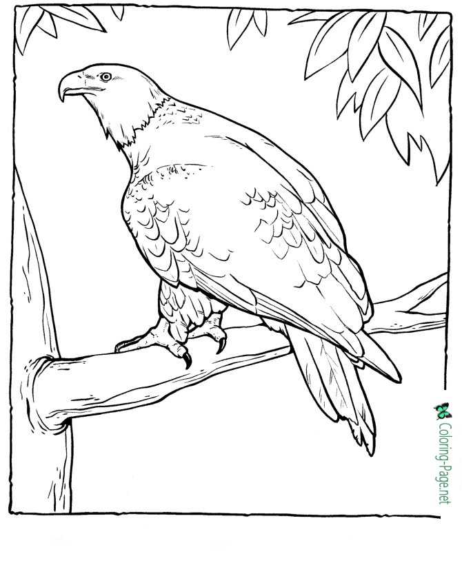kids eagle coloring page