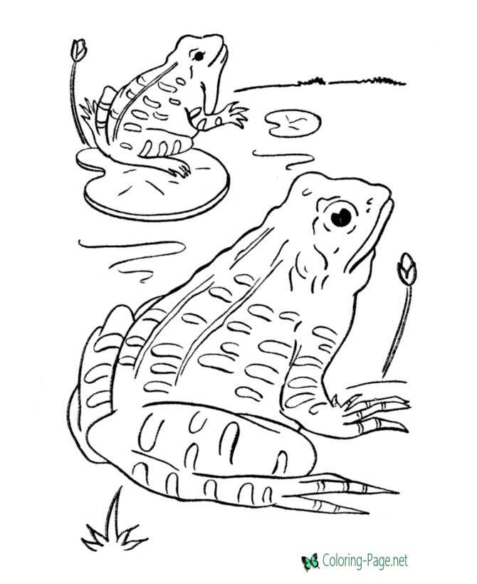 Printable Frog Coloring Pages