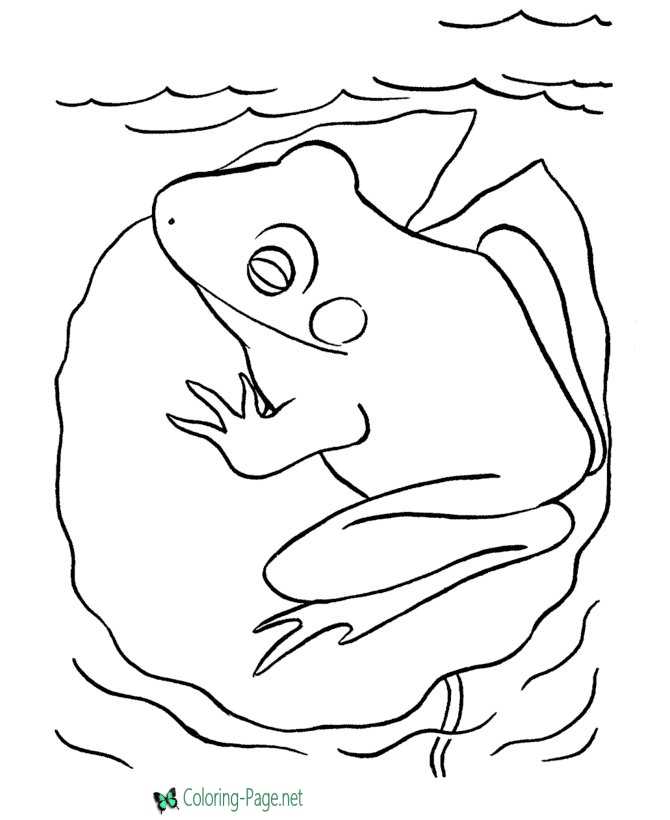 Frog Coloring Pages Bull Frogs