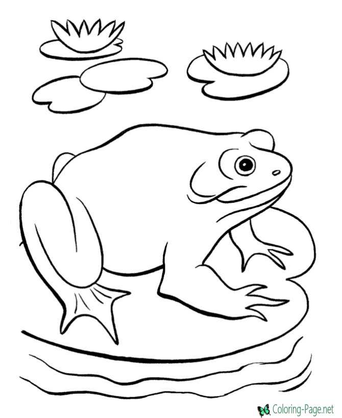 Frog Coloring Pages Lillypad