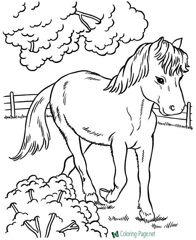 Farm Pony Horse Coloring Pages