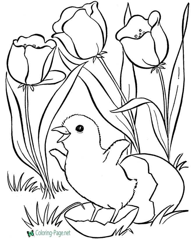 spring chick coloring page