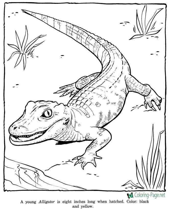 Free Alligator Coloring Page Zoo