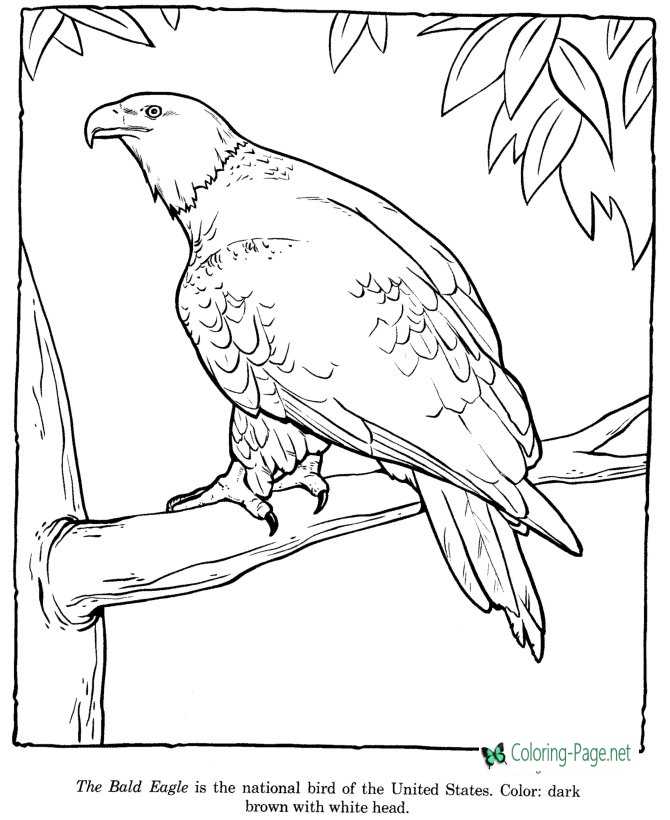 Bald Eagle Coloring Pages Zoo