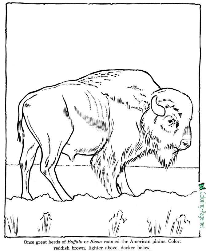 Buffalo Coloring Pages Zoo
