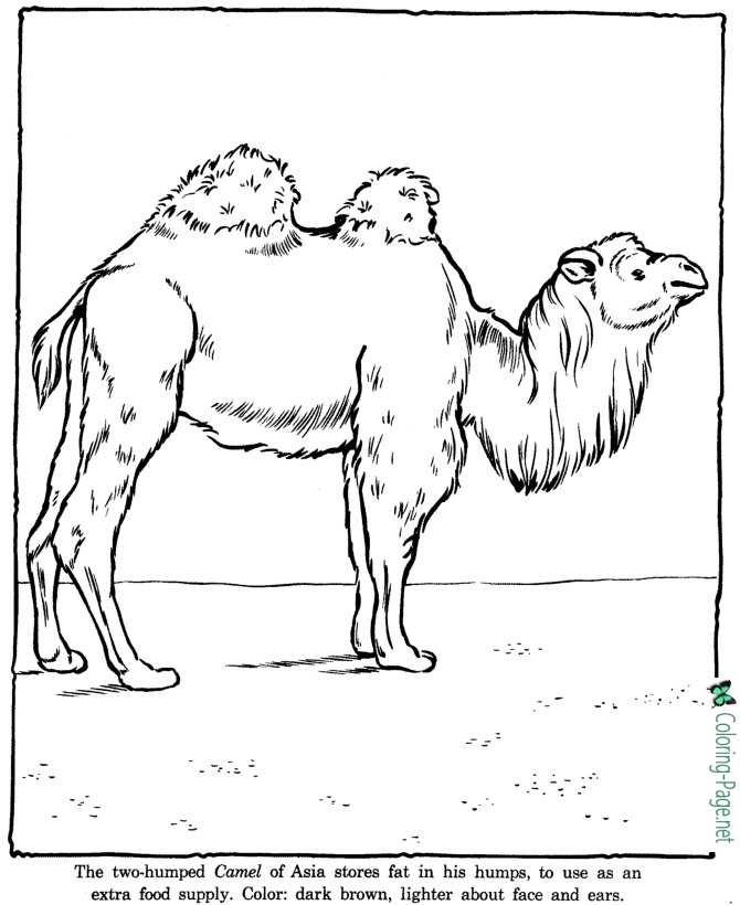 Camel Coloring Pages Zoo