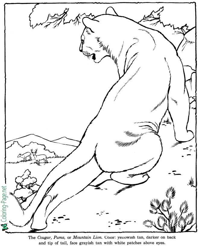 Cougar Puma Coloring Pages Zoo