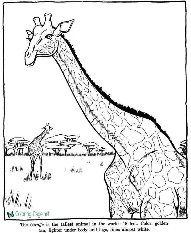 Giraffe Coloring Pages Zoo