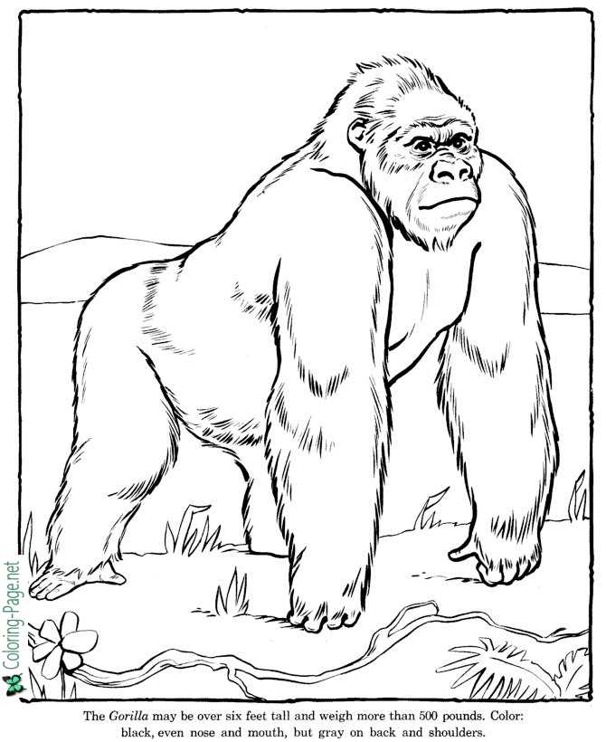 Gorilla Coloring Pages Zoo