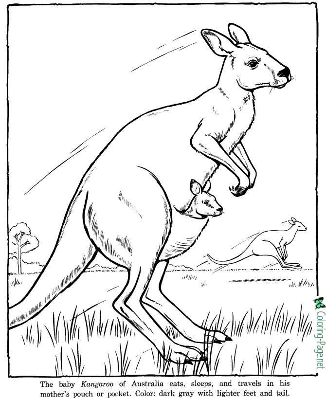 Kangaroo Coloring Pages Zoo