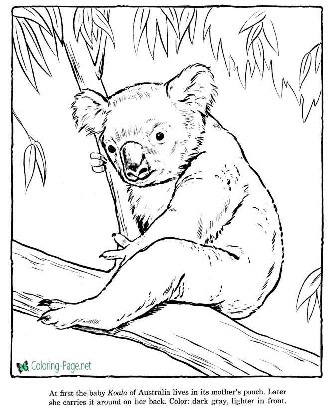 zoo koala color page