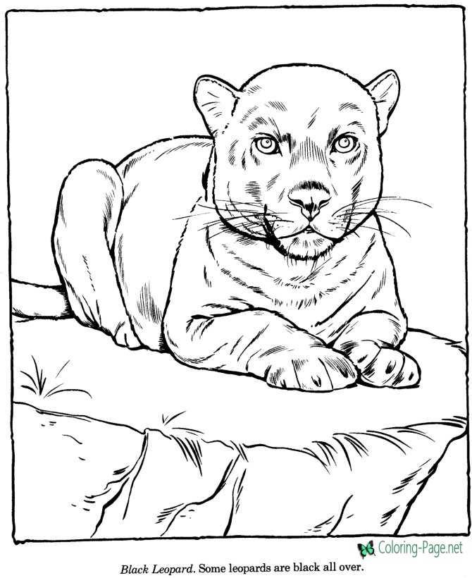 Leopard Coloring Pages Zoo