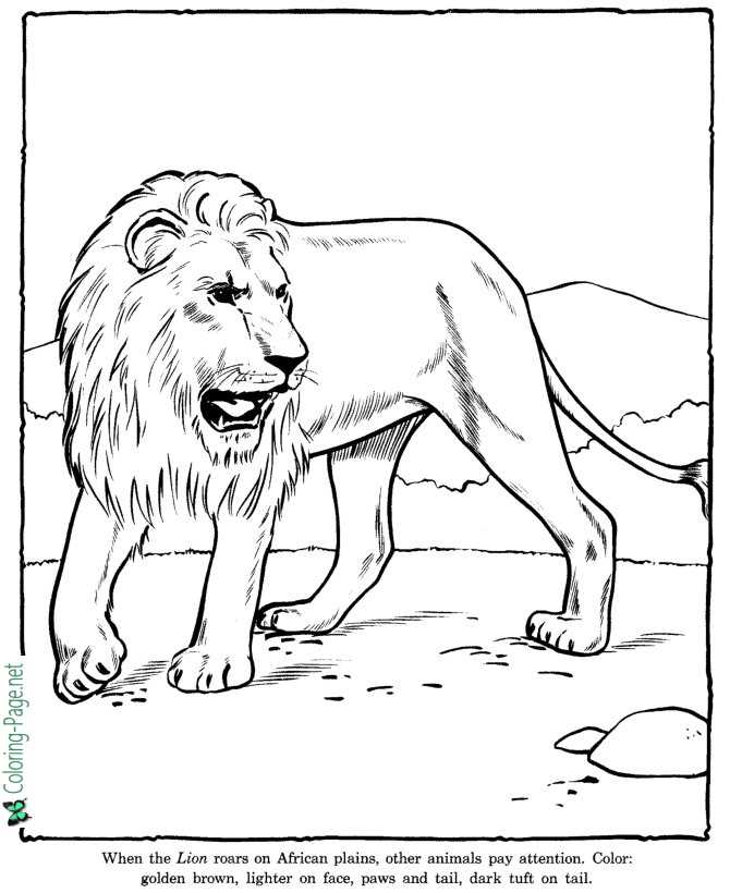 zoo lion color page