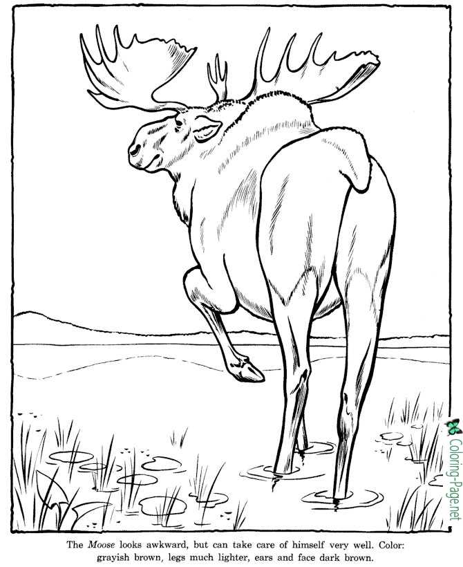 Moose Coloring Pages Zoo