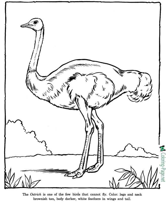 Ostrich Coloring Pages Zoo