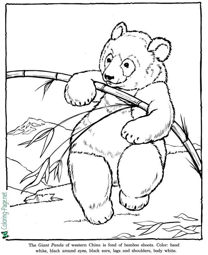 Panda Coloring Pages Zoo