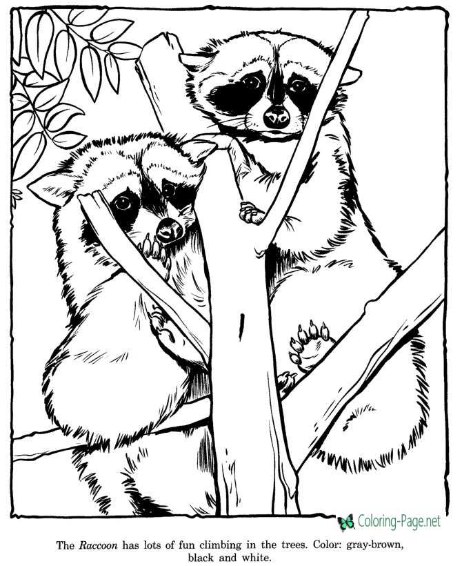 Racoon Coloring Pages Zoo