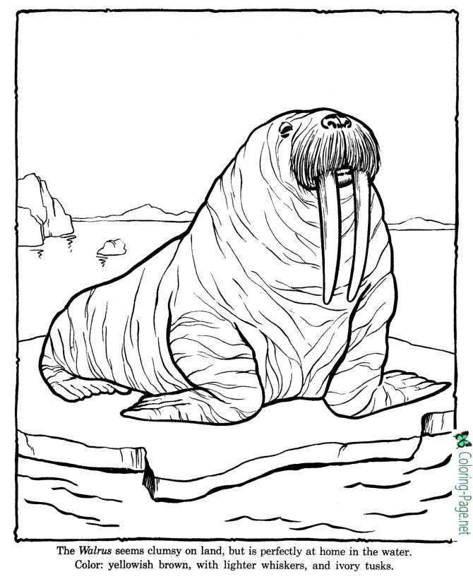 Walrus Coloring Pages Zoo