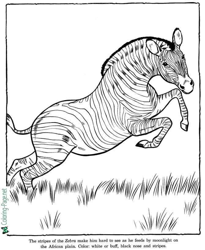 Zebra Coloring Pages Zoo