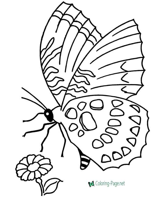 Flower and Butterfly Coloring Pages