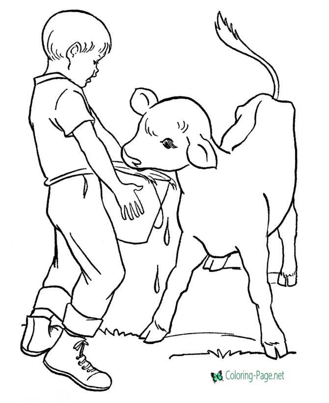 Farm Coloring Pages Feeding Calf