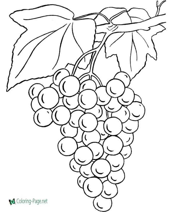 Printable Food Coloring Pages Grapes
