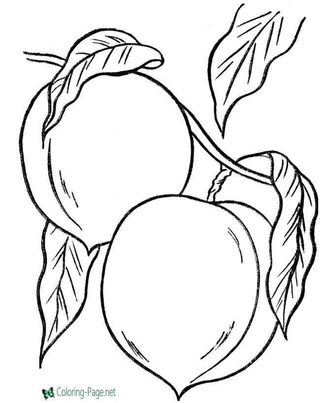 Food Coloring Pages Peaches