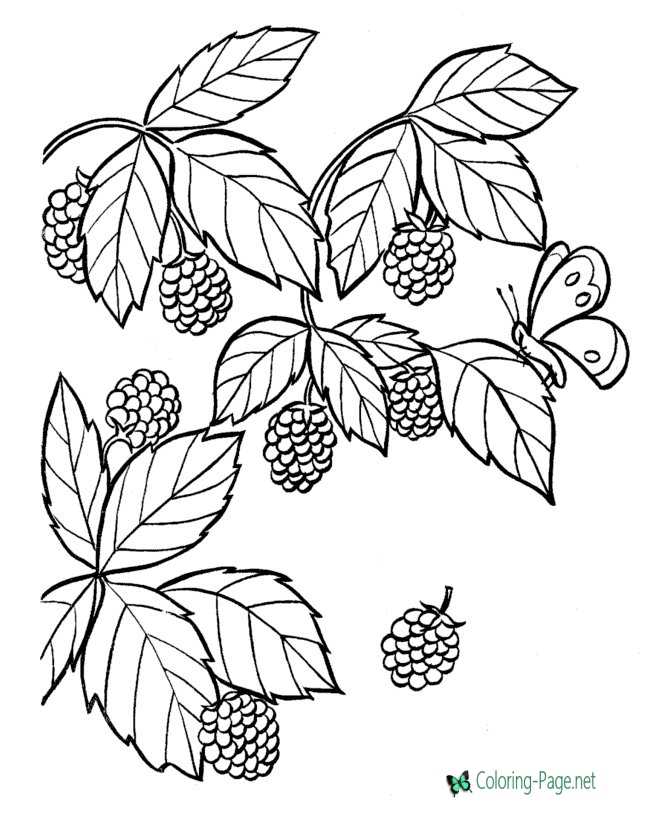 Food Coloring Pages Blackberries