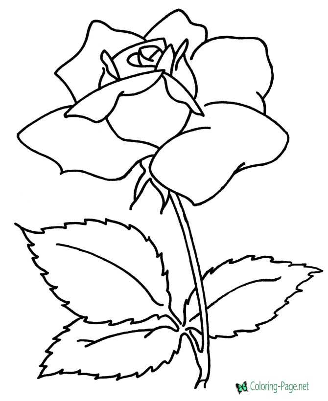 Mother´s Day Coloring Page A Rose