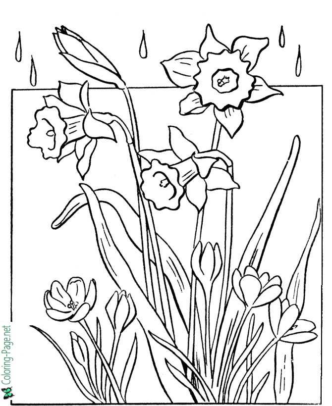 Spring Coloring Pages Tulip Flowers