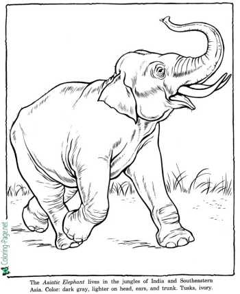 Zoo animal coloring pages